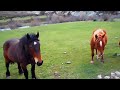 caballos por el valle de pineda vidrieros