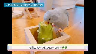 マメルリハインコのグリコ　おやつはブロッコリー\u0026大あくび