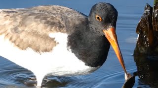 American oystercatcher bird eating oyster, running