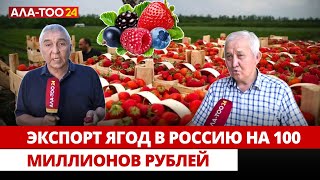 Экспорт ягод в Россию на 100 миллионов рублей