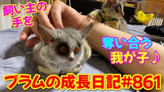 【飼い主の手を奪い合うプラム＆ぱんじろうのガラゴレスリング（笑）】Bushbaby Plum's Growth Diary ショウガラゴ プラムの成長日記