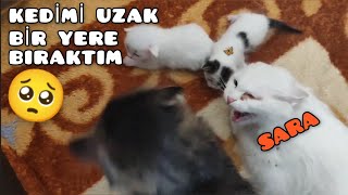 BİR KEDİNİN TERK EDİLME ANI 🥺 Sara'nın Minik Kızı MİLDA 👋🏻