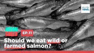 Should we eat wild or farmed salmon? | Ocean Calls Podcast EP11