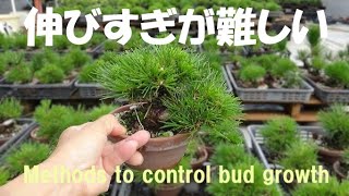 盆栽工房 春嘉 #305 【黒松の芽掻き】若い木の新芽をコントロールしたい New shoots on young black pines grow unevenly.