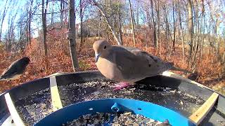 Будни птичьей столовой Часть 35. Hustle and bustle around the bird feeder Part 35