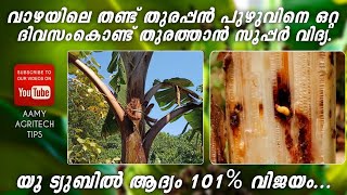 വാഴയിലെ തണ്ട് തുരപ്പൻ പുഴുവിനെ ഒറ്റ ദിവസം കൊണ്ട് തുരത്താം /Solution for Banana Pseudostem Weevil