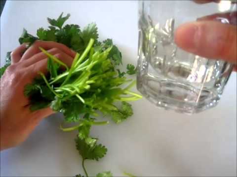 FRESH CILANTO TIP - How to store FRESH CILANTRO FRESH CILANTO TIP - How to store FRESH CILANTRO