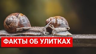 27 интересных фактов об улитках