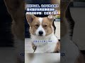 警犬 福仔 年终奖被取消，网友纷纷求情：它还是个孩子