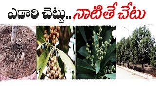 Conocorpus Tree is Harmful to Human Beings | Story Behind Terror Tree | Idisangathi