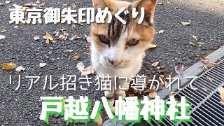 【戸越八幡神社】戸越銀座近く地元に人気の八幡神社、その招き猫に遭遇！色とりどりの御朱印も大人気