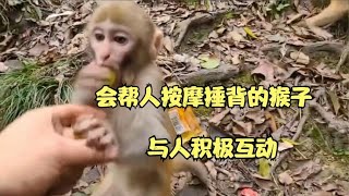 会帮人按摩捶背的猴子，积极与人沟通互动，好有灵性｜Monkey King Channel