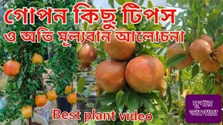 Best plant video. গোপন টিপস ও অতি মূল্যবান আলোচনা। Best plant video.Home delivery-8972922536.easy