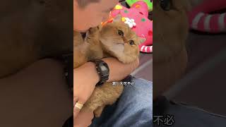 猫咪全身上下都在使劲骂他哈哈哈哈哈猫