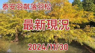 泰安羽粼落羽松最新現況2024/11/30