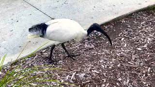 A Black-headed ibis bird looking for food [ Threskiornis molucca ] - ( Part 1 of 2 )