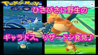 【ポケモンGO】ひさびさに野生でギャラドスとリザードン見つけました♪【PokemonGO】