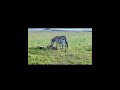 斑马驱赶猎豹，拯救小斑马 zebra drives away cheetah saves baby zebra animals leon