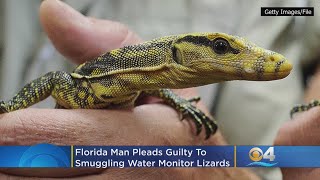 Florida Man Pleads Guilty To Smuggling Water Monitor Lizards From Philippines