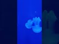 mesmerizing jellyfish nature s underwater dancers jellyfish oceanlife naturelovers