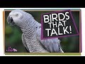 Birds that Talk!