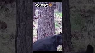 Bear like to twerk 🐻❤️😆 #animals #compilation #dancing  #bear