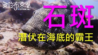 (15) 石斑的習性與釣法【知魚不龜系列】