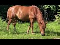 hutsul horse on the field