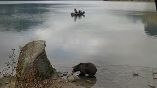 Knock Knock, Who's Bear | Alaska State Troopers