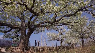 春の香りに包まれて、梨の花が満開に　河北省遷西県