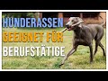 Hunde für Berufstätige - Diese Hundetypen passen - TGH 317