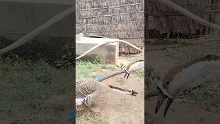 ក្ងានគូរស្នេហ៍ / Geese couples #viral #flowers #animals #vlog #nature #facebook #rural #family