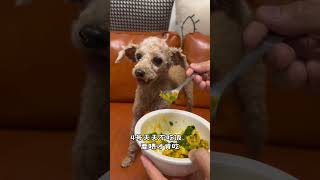 全家都是显眼包#cute #dogs #toypoodle