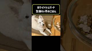 生後６ヶ月子犬の夜ごはん #グリーンラムトライプ #ホワイトシェパード  #whiteswissshepherd #shorts #アレルギー体質