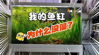 为什么我的鱼缸不长藻？做好这2点，你也可以