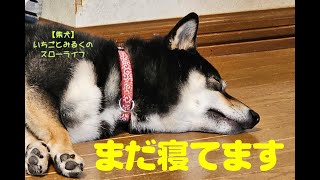 【柴犬】いちごとみるくのスローライフ　冬の朝は起きれない柴犬　JAPAN [SHIBA-INU]　＃柴犬　＃柴犬の日常　＃北広島市