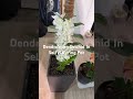 Dendrobium Orchid In SelfWatering pot