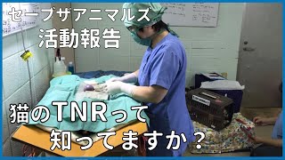 【活動報告】地域猫TNRって知っていますか？