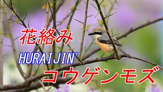 野鳥、動物、自然動画　撮影日　2021-4月　高原百舌鳥