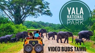 #yala national park #tamilvlog #videobudstamil யால யானைகள் சரணாலயம் இலங்கை