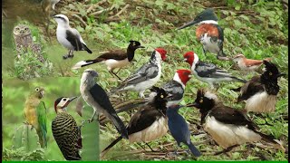 REGISTROS INCRÍVEIS E IMAGENS BELÍSSIMAS DE AVES NAS MINHAS ANDANÇAS