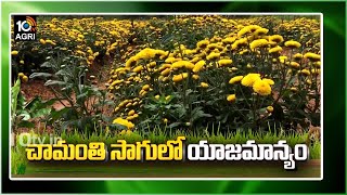 చామంతి సాగులో యాజమాన్యం |Chrysanthemum Cultivation Techniques | Matti Manishi | 10TV News