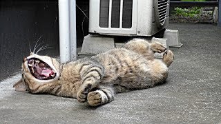 【保護猫・地域猫】いつもと変わらないニャルソック綜合警備保障‼団子隊員も毎日の注射で食欲回復‼【魚くれくれ野良猫製作委員会】