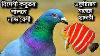 বিদেশী ও উন্নত জাতের কবুতর পালনে অধিক লাভ, একুরিয়াম মাছের হ্যাচারী Aquarium  Hatchery