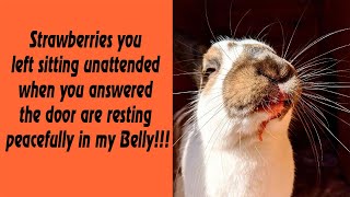 50 Bunny Memes That Prove They’re Not So Innocent!