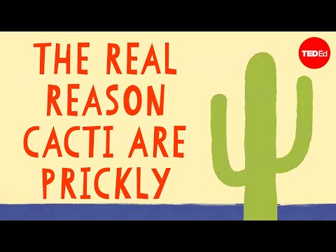 How are cactus protected from animals?