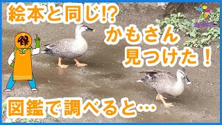 絵本のかもさんと同じ！暑い時にはかもさんも水あそび?!　図鑑で調べよう!