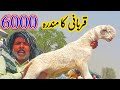 pull qambar ki mundra mandi kab lagti hai 03314765253 Mundra goat farm || Tue 4 Jun 2024