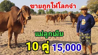 16 ก.พ.68 ปานถูกหวย ชุดแม่ลูกเมีย 10 คู่ เริ่มต้นที่คู่ละ 15,000 พ่อพันธุ์ลดพิเศษ ส่งฟรีไปเลย