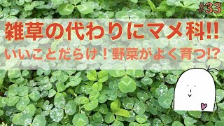 【#33】マメ科の植物のすごい効果！使いたくなる！育てたくなる！